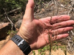 Capillipedium spicigerum