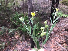 Crotalaria brevis