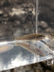 Etheostoma whipplei