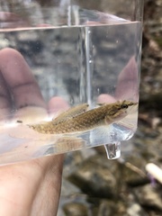 Etheostoma whipplei