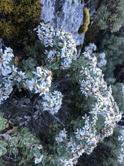 Olearia moschata