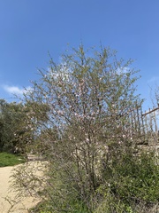 Prunus amygdalus