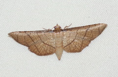 Hypolamprus ypsilon