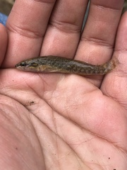 Etheostoma whipplei