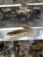 Etheostoma whipplei