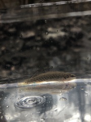 Etheostoma whipplei
