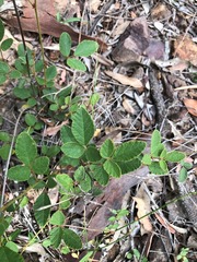 Desmodium rhytidophyllum