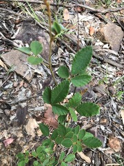 Desmodium rhytidophyllum
