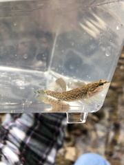 Etheostoma whipplei
