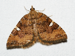 Chrysolarentia heteroleuca