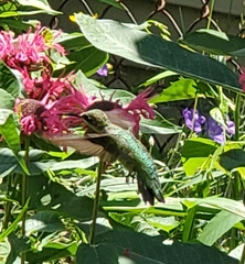 Archilochus colubris