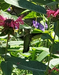 Archilochus colubris