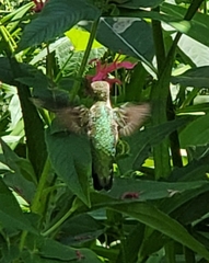 Archilochus colubris