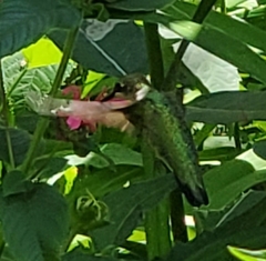 Archilochus colubris