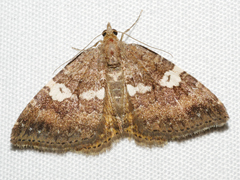 Chrysolarentia heteroleuca