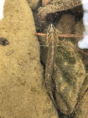 Etheostoma whipplei