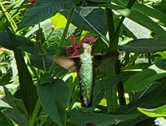 Archilochus colubris