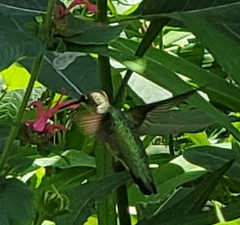 Archilochus colubris