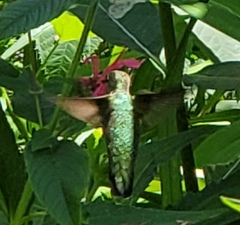 Archilochus colubris