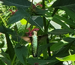 Archilochus colubris