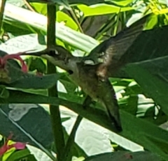 Archilochus colubris