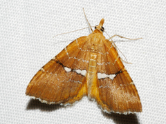 Chrysolarentia leucozona