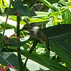 Archilochus colubris