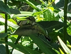 Archilochus colubris