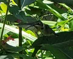 Archilochus colubris