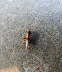 Stenonemobius gracilis