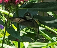 Archilochus colubris