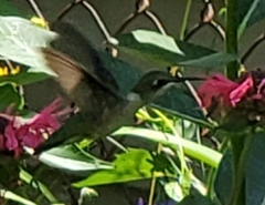 Archilochus colubris