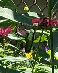 Archilochus colubris