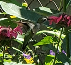 Archilochus colubris