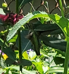 Archilochus colubris