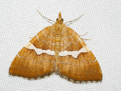 Chrysolarentia leucozona