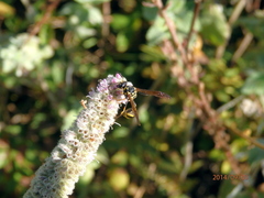 Eumenes punctaticlypeus