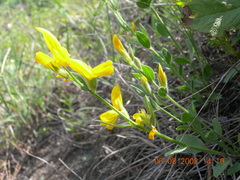 Genista humifusa