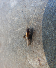 Stenonemobius gracilis