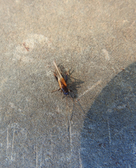 Stenonemobius gracilis