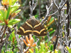 Chrysolarentia oxygona