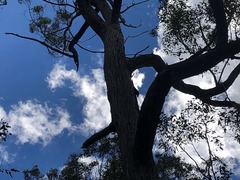 Eucalyptus baileyana