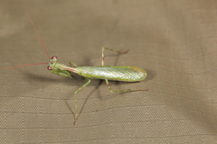 Miomantis binotata
