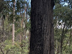 Eucalyptus baileyana