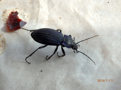 Carabus exaratus