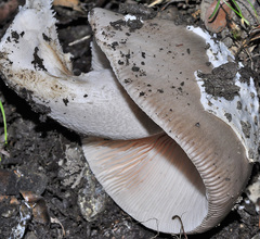 Amanita simulans