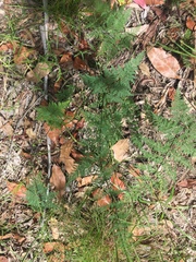 Cheilanthes tenuifolia