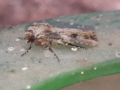 Agrotis catalaunensis