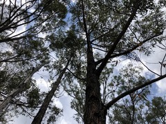 Eucalyptus helidonica