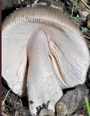 Amanita simulans